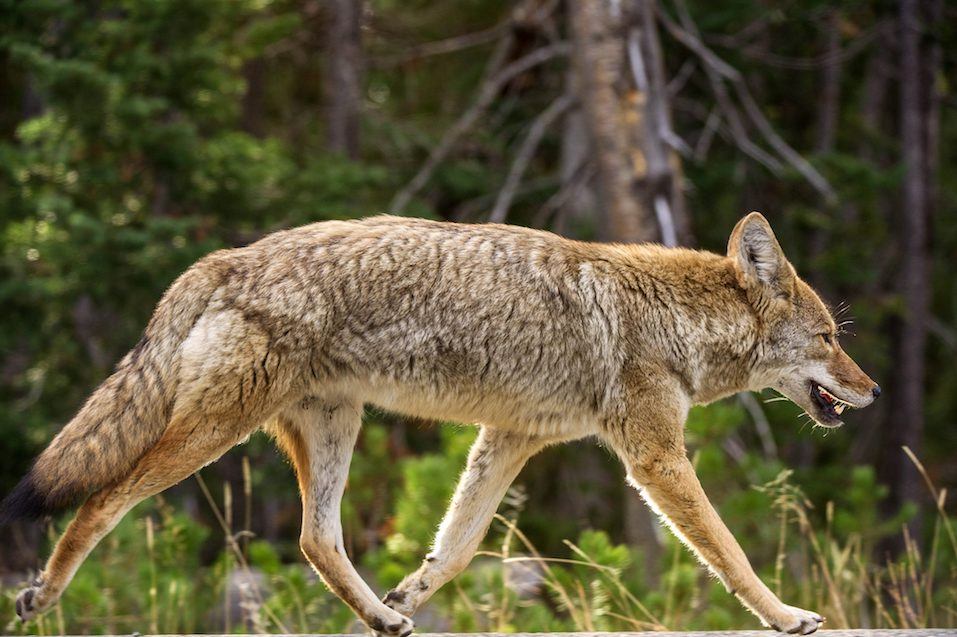 A coyote keeps pace with a car (not seen) as it runs down the road