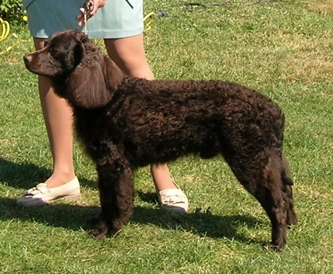 side view of American water spaniel