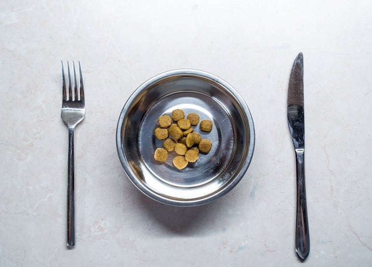 Dog food on a plate