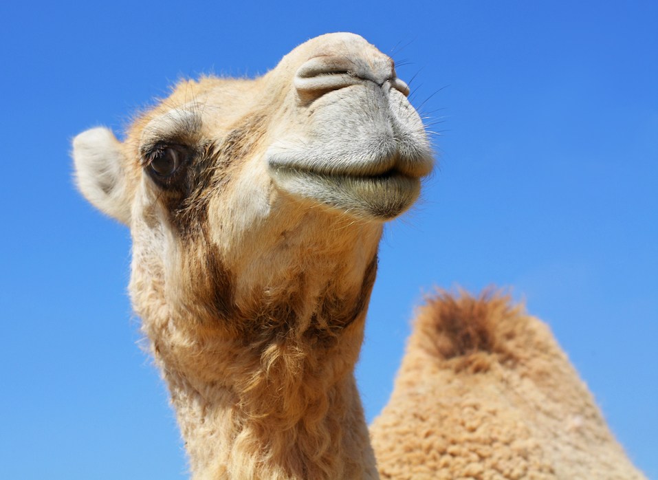 funny camel funny camel