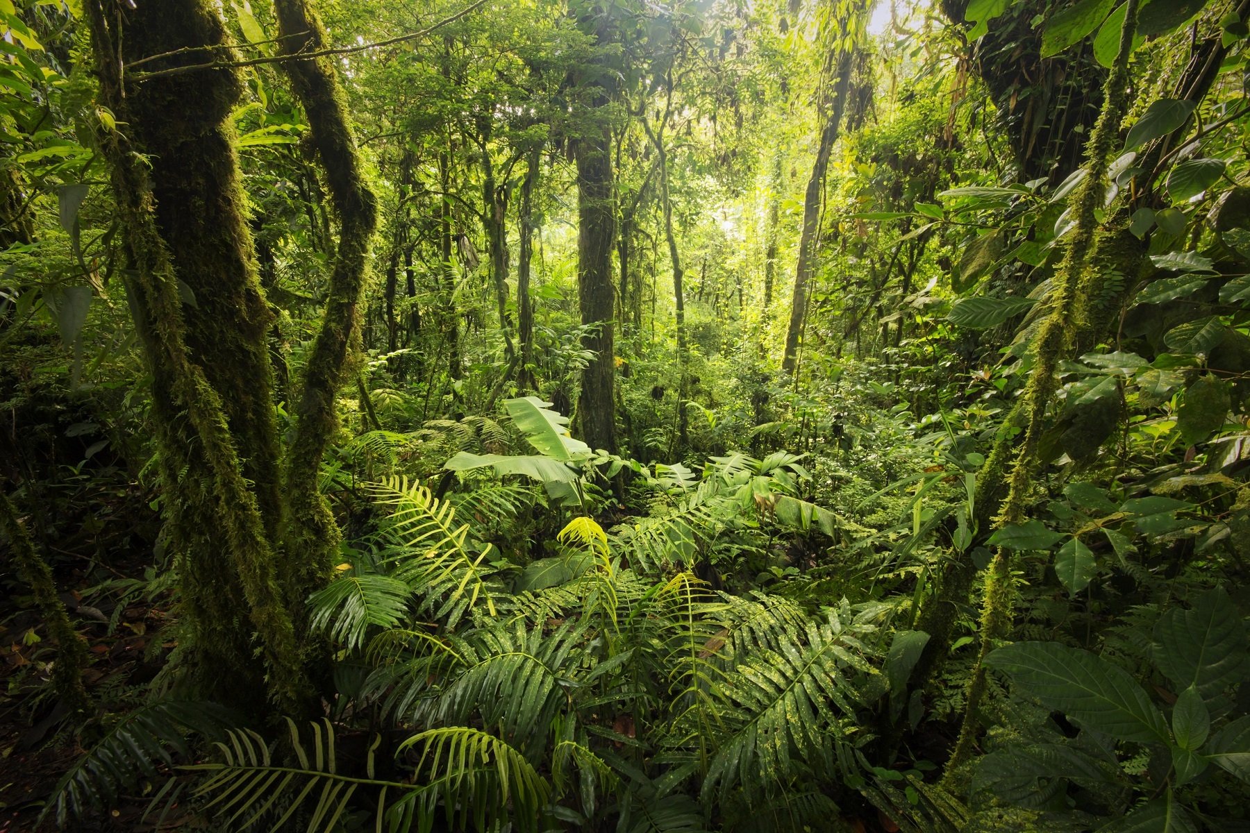 Vegetation and trees, forest from Costa Rica