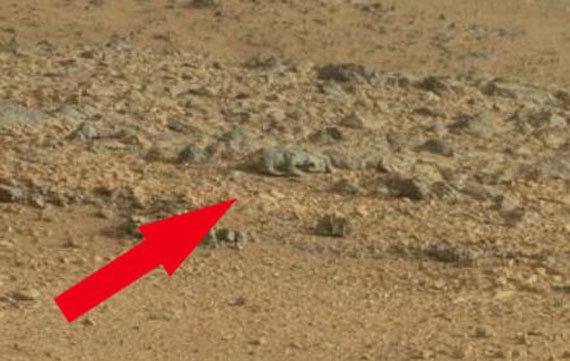 mars rat mars rat