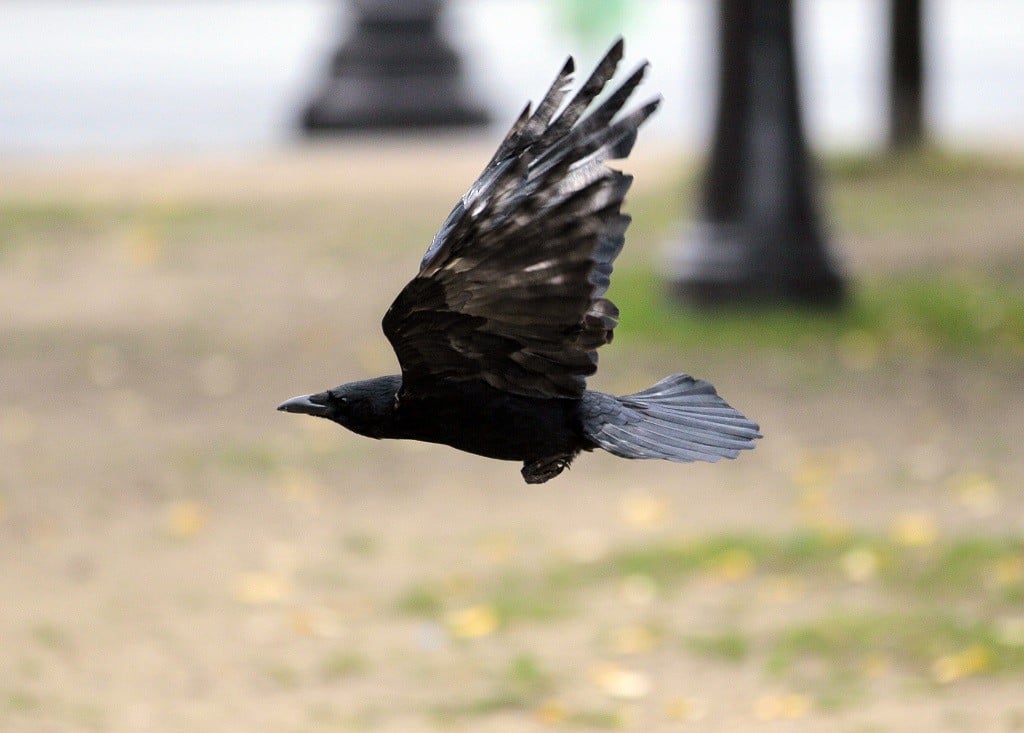 A crow flies