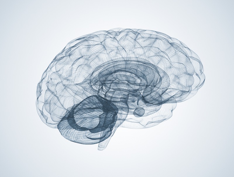 Wire frame brain model