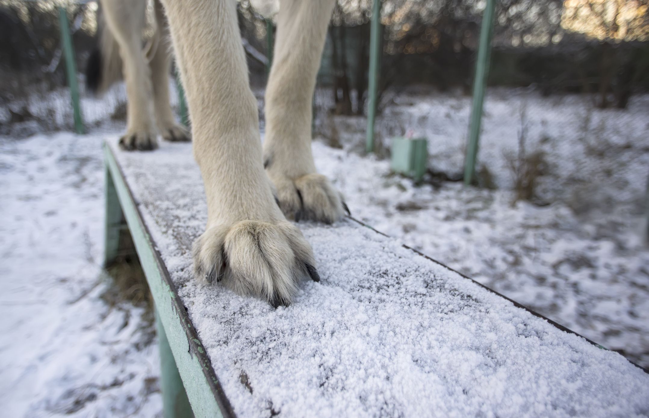 Close up of dog paws in winter