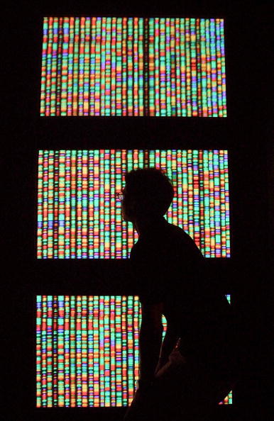 A visitor views a digital representation of the human genome at the American Museum of Natural History in New York City