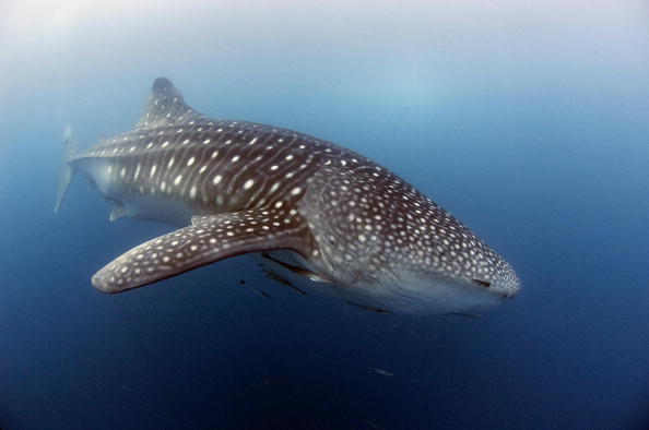 A whale shark, nearly six meters (20 feet) long, swims near the surface of the plankton-rich water of Donsol in the Philippines