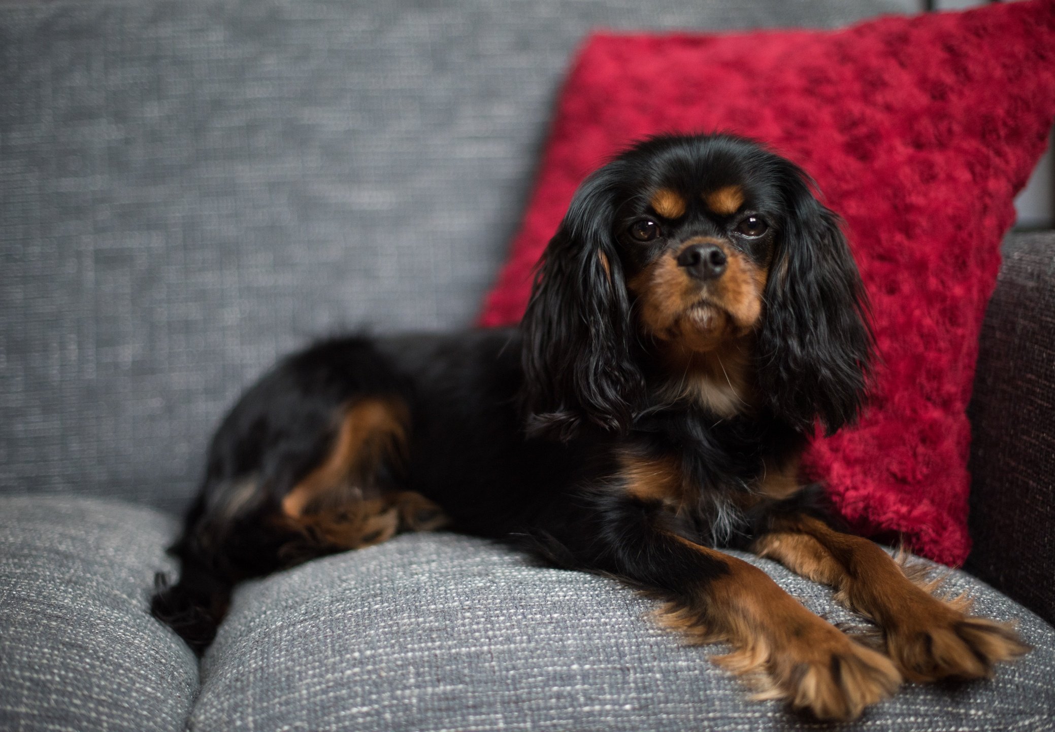 toy spaniel