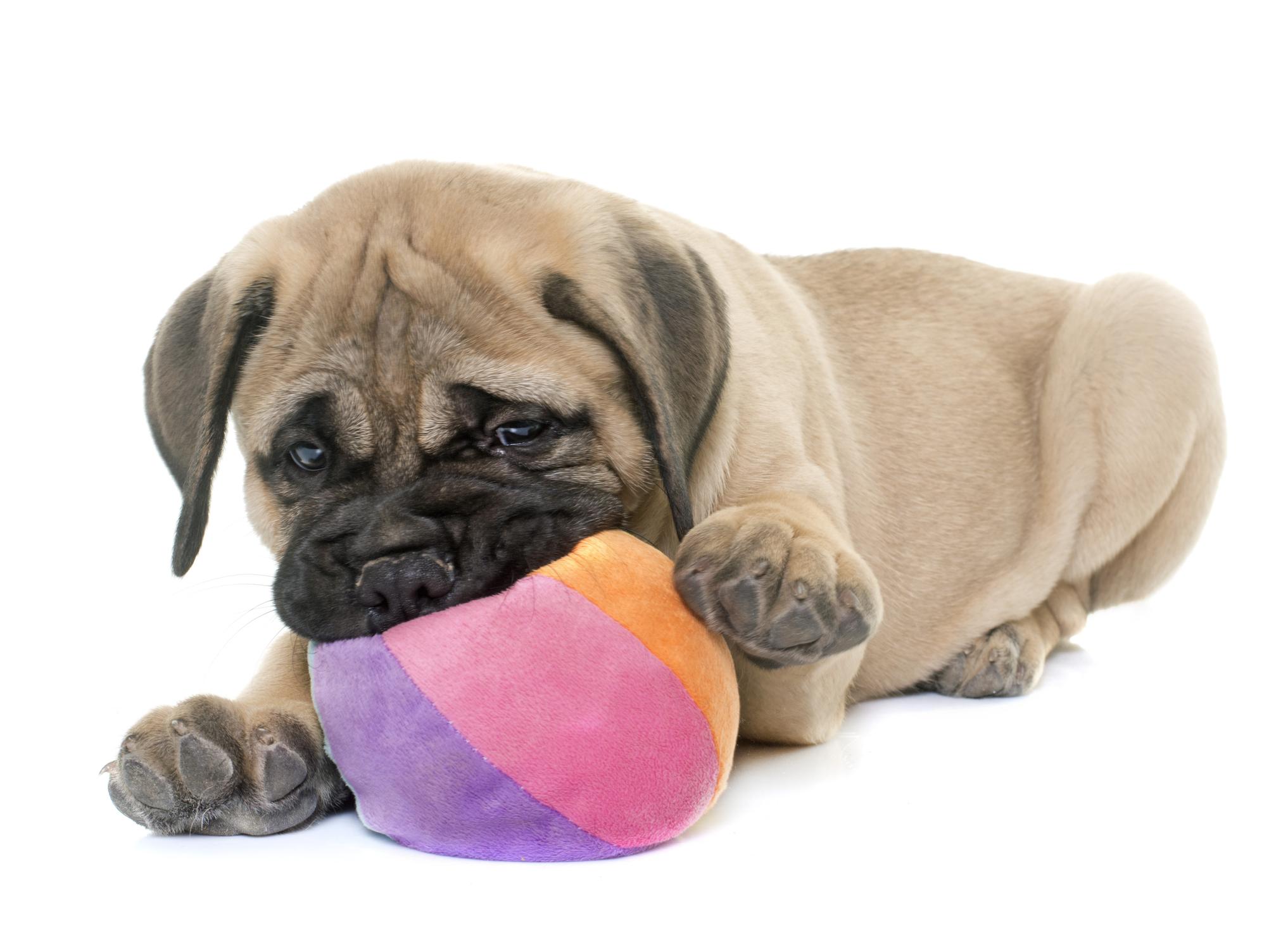 puppy bull mastiff playing with toy