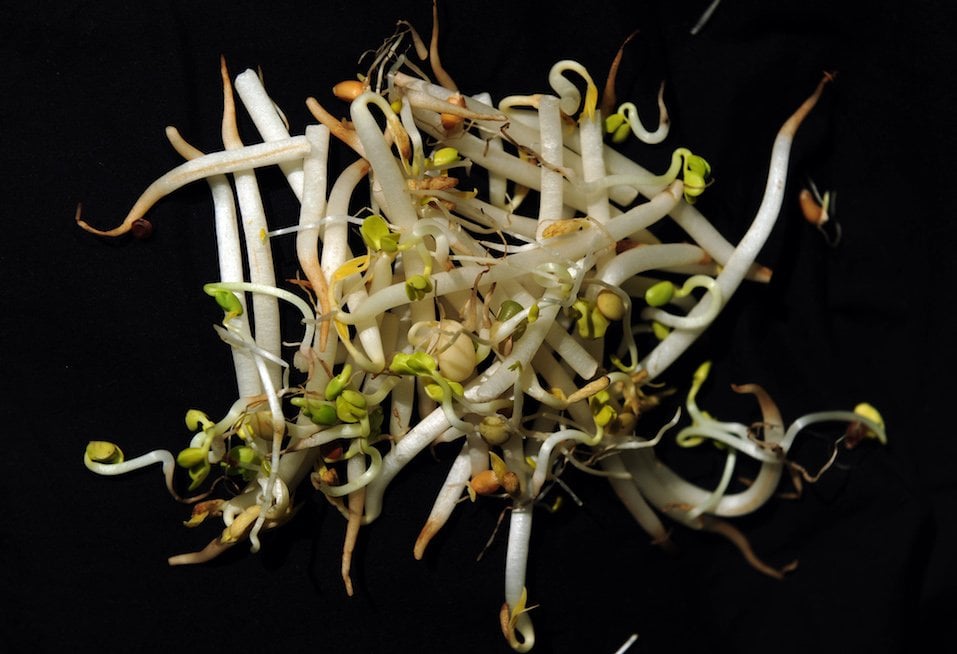 Mung bean sprouts
