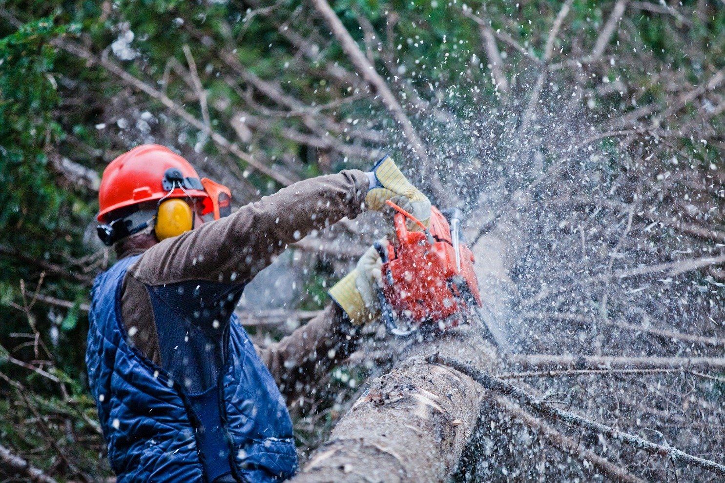 Lumberjack or logger cutting tree