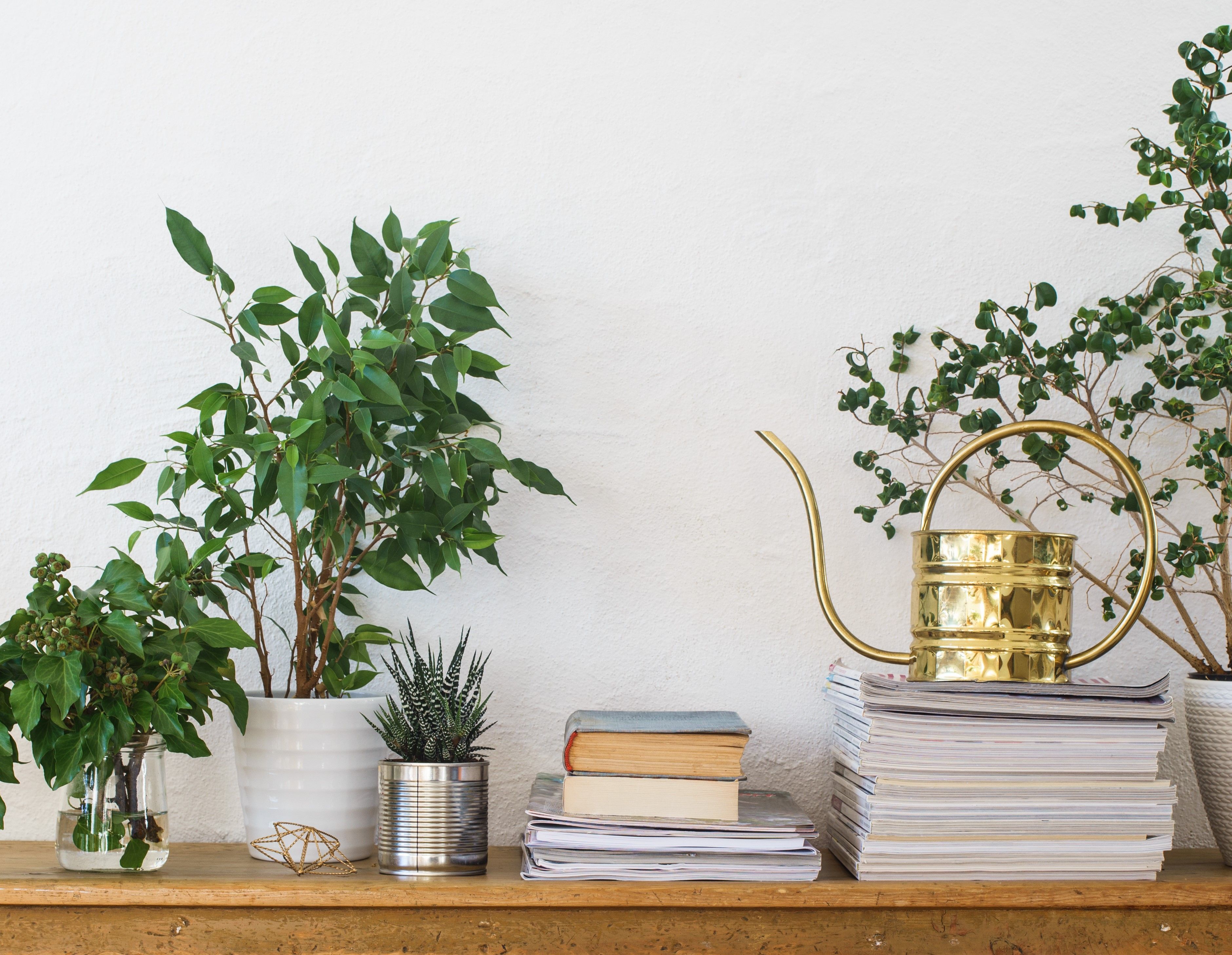 Houseplants, books, pile of journals and watering can