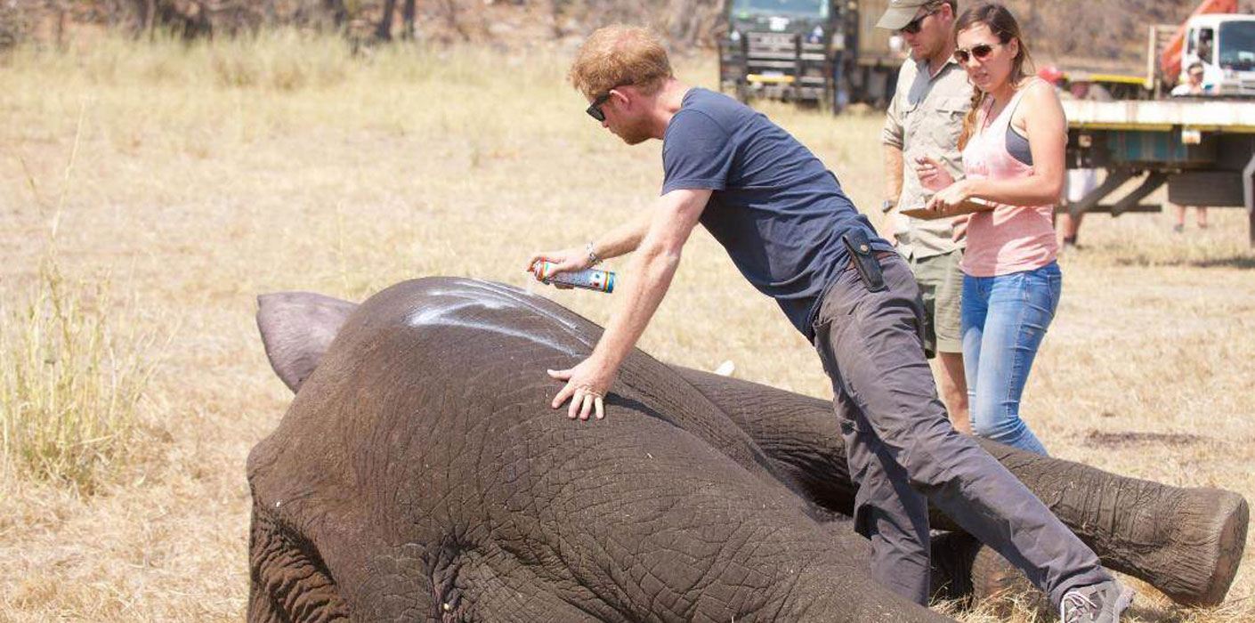 Prince Harry with Elephant in Malawi