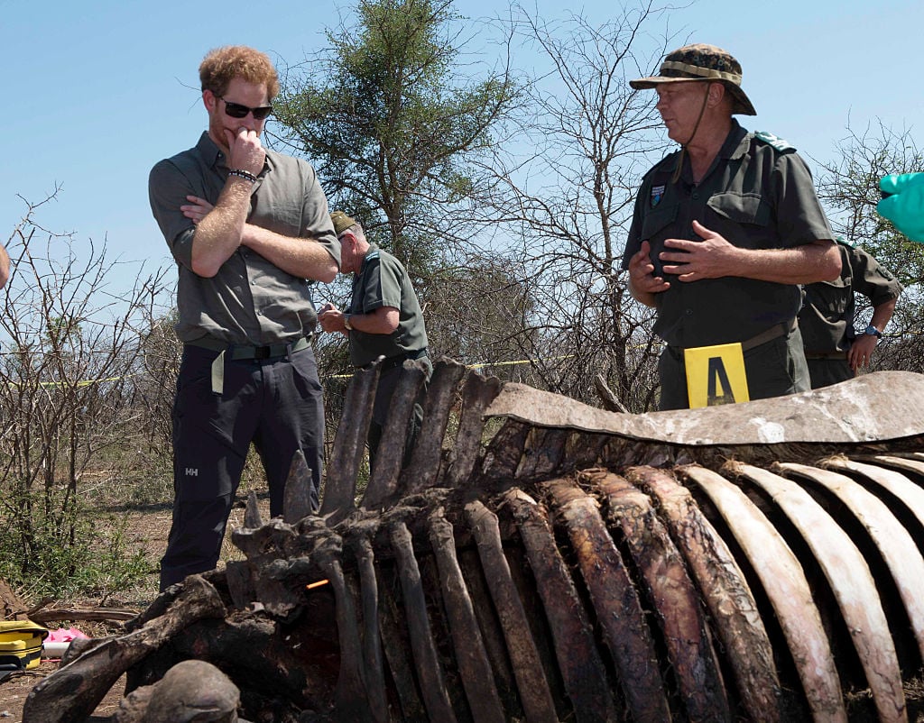 Prince Harry looks at the carcass of a rhino