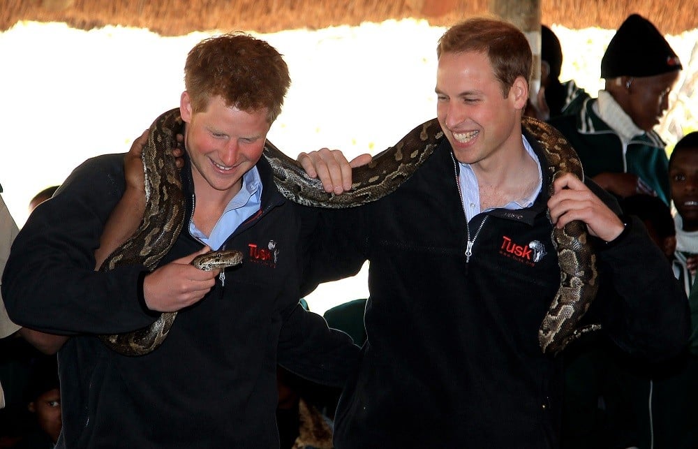 Prince Harry and Prince William hold an African rock python