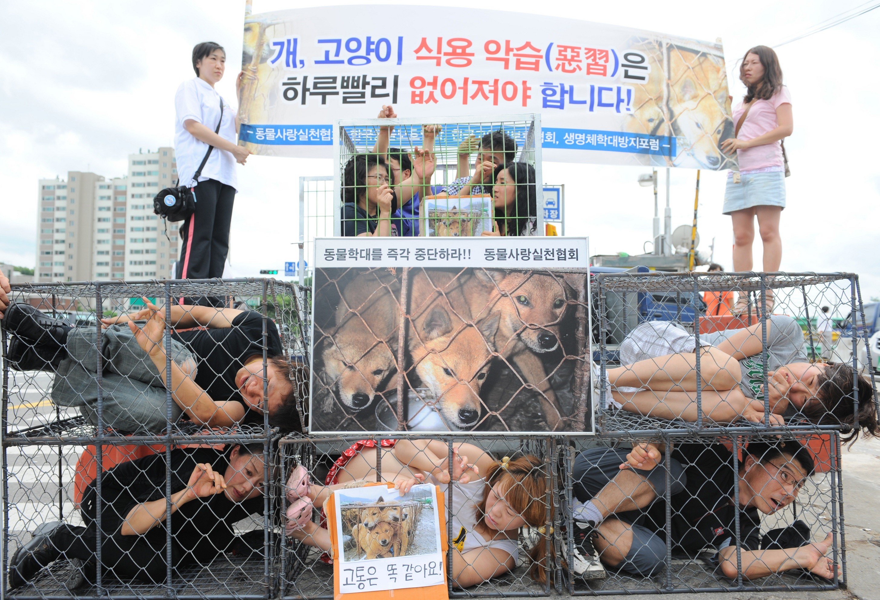 South Korean animal rights activists protest dog meat