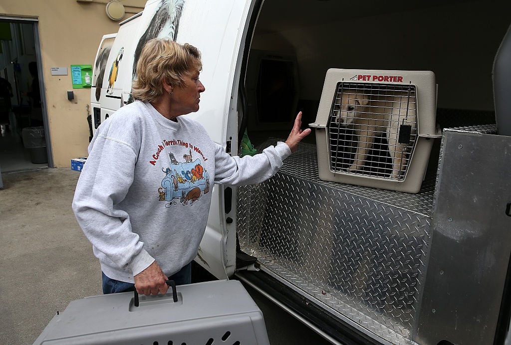 Rescued Dogs From a South Korean Meat Farm Brought to San Francisco for Adoptions