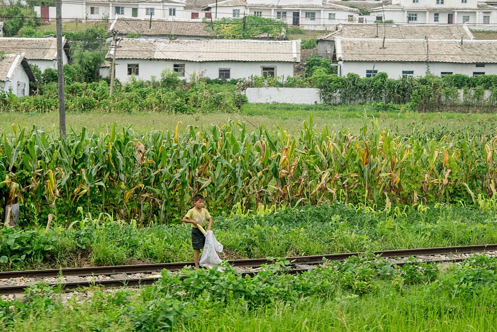 A boy collects corn cob beside railway