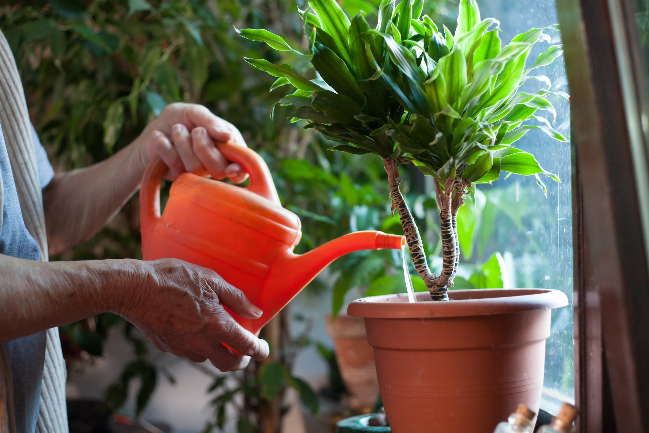 Senior woman watering flowers