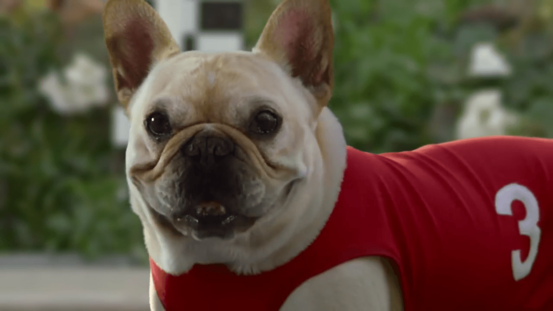 Sketchers dog racing commercial