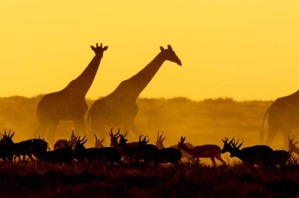 Sunset scene in Etosha National Park, Namibia