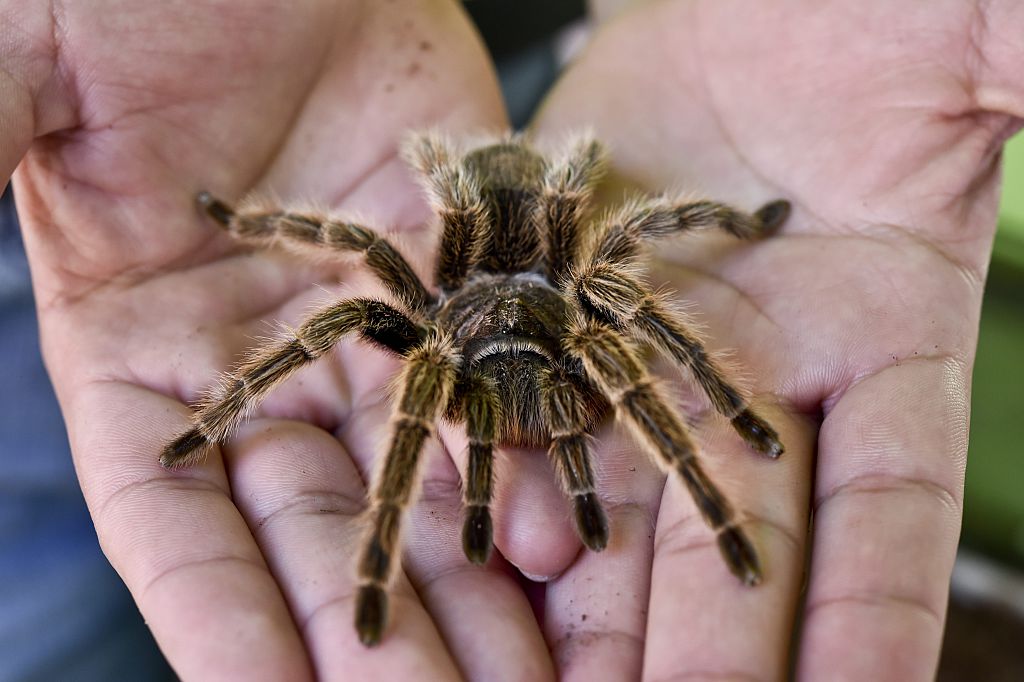 Tarantula on man's hand
