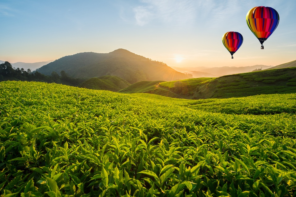 Malaysia tea plantation at Cameron highlands