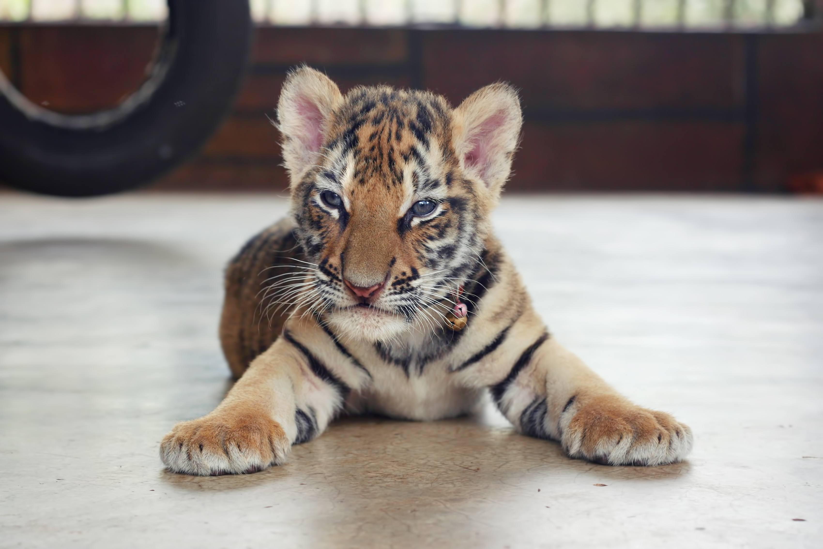Baby Tiger Cub