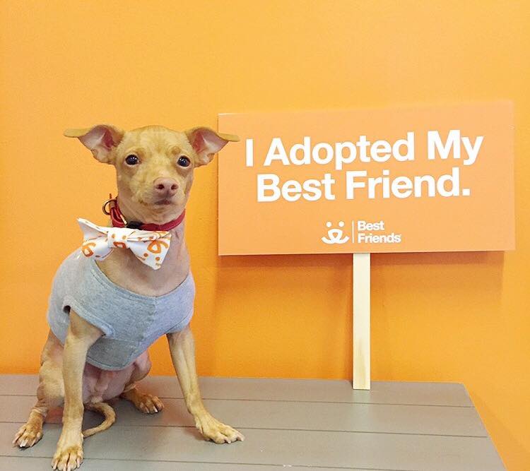 Tuna adoption