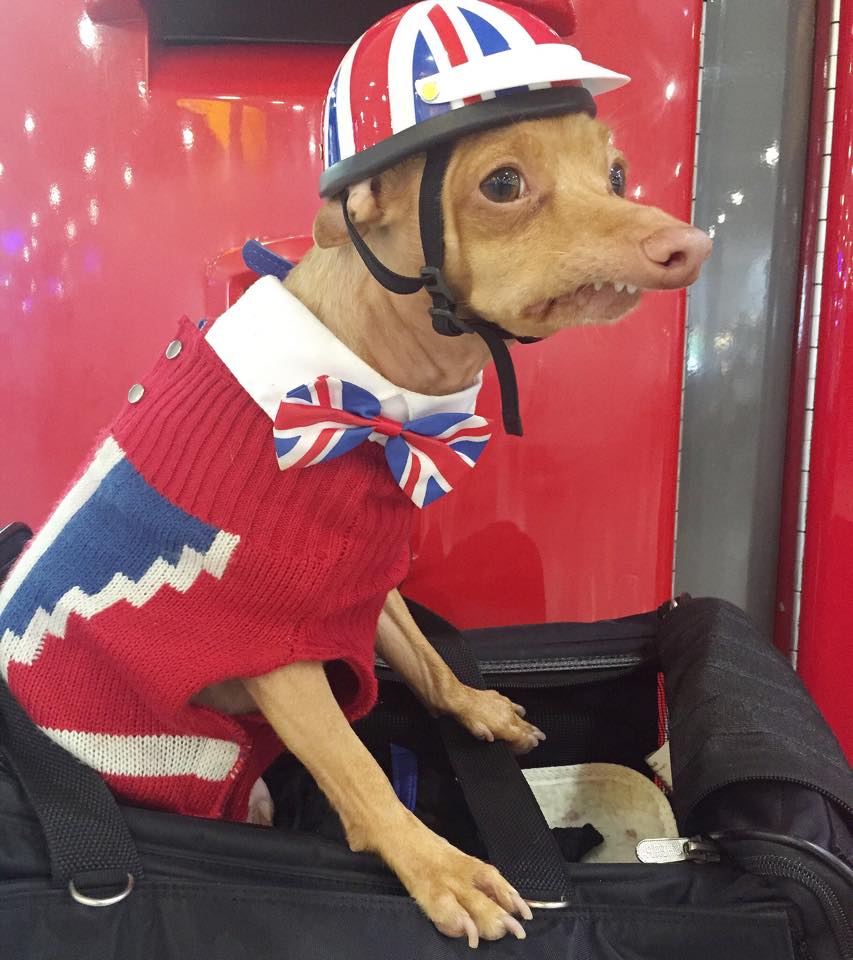 Tuna dressed up