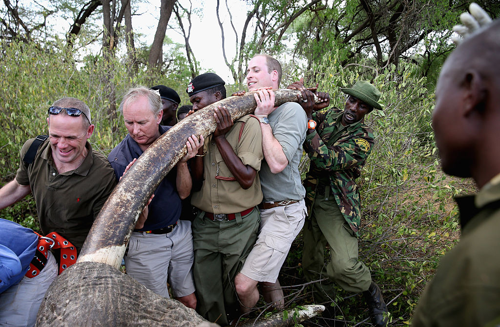 Prince William, Duke of Cambridge, Royal Patron of Tusk and President of United For Wildlife