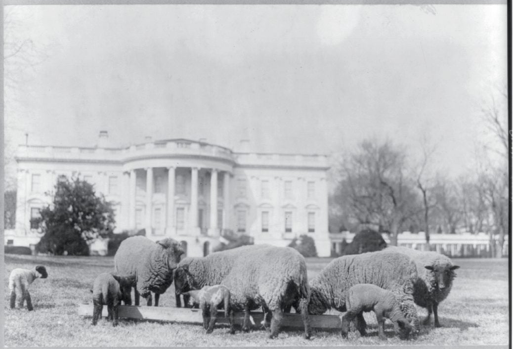 Woodrow Wilson grazing sheep