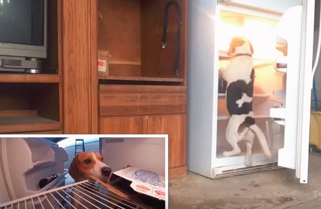a beagle getting a pizza from the refrigerator a beagle getting a pizza from the refrigerator