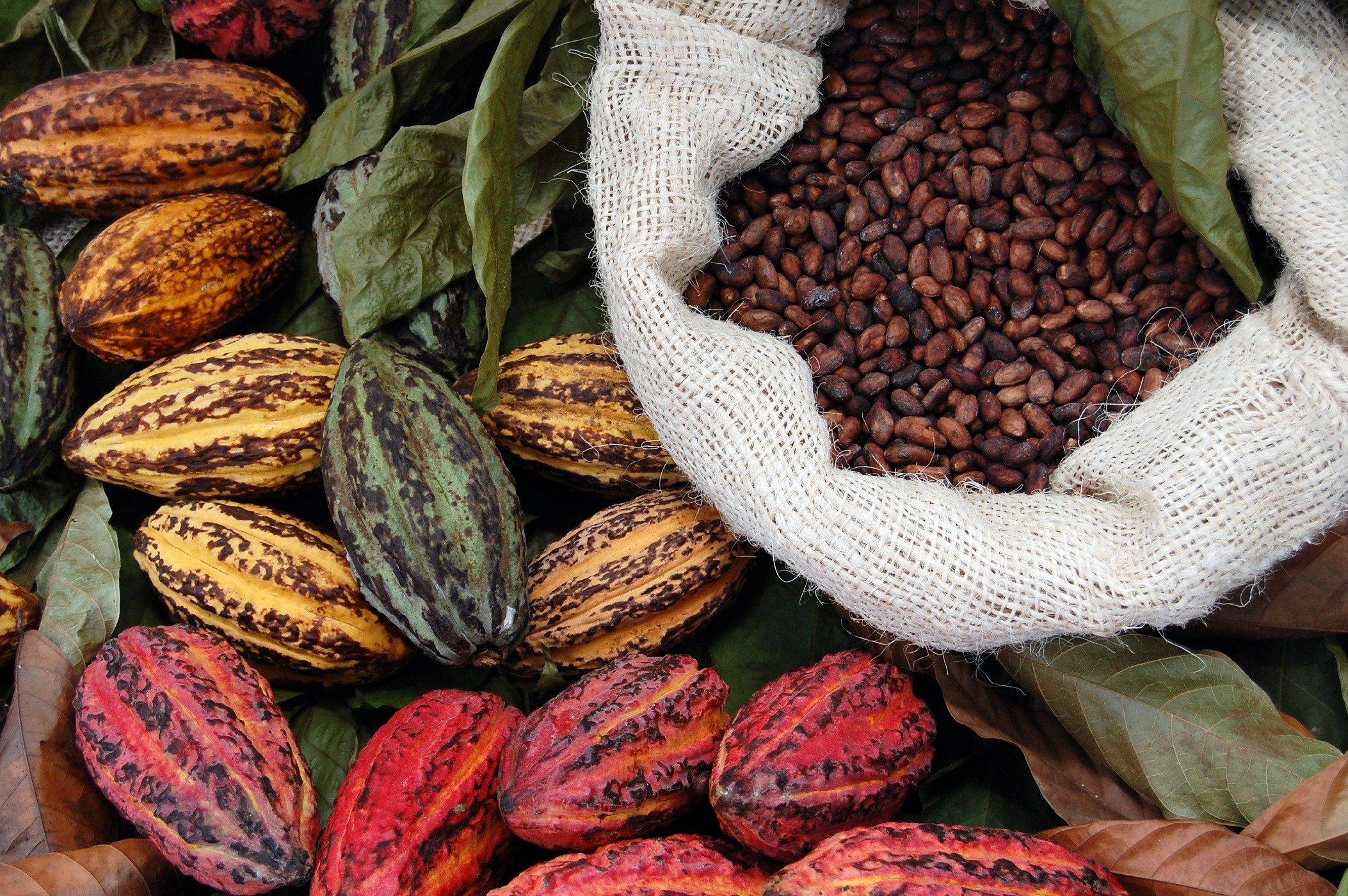 Cocoa beans in a bag with fresh pods next to it