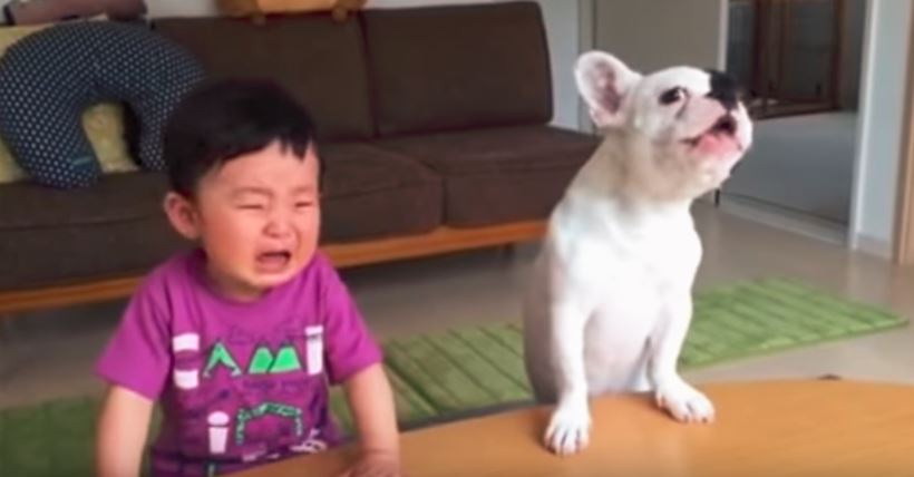 dog and baby crying dog and baby crying