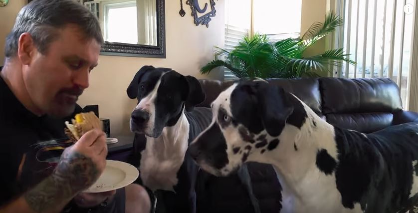 two dogs begging for a burger two dogs begging for a burger