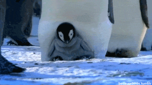 Penguins walking their offspring.