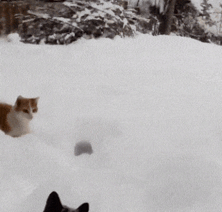 Cat nose diving into the snow