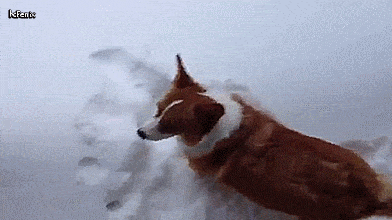 Corgi leads into the snow.