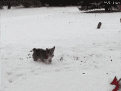 Dog attacks snow and does a backflip