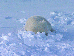 Polar bear sliding through the snow.