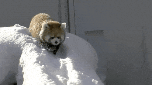 red panda in the snow