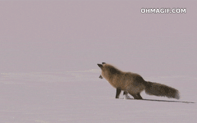 fox nose dives into the snow.