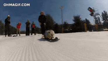 Possums love to ski as well.