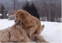 A dog playing with puppies on a snow day