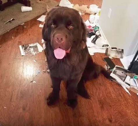 a guilty newfoundland a guilty newfoundland