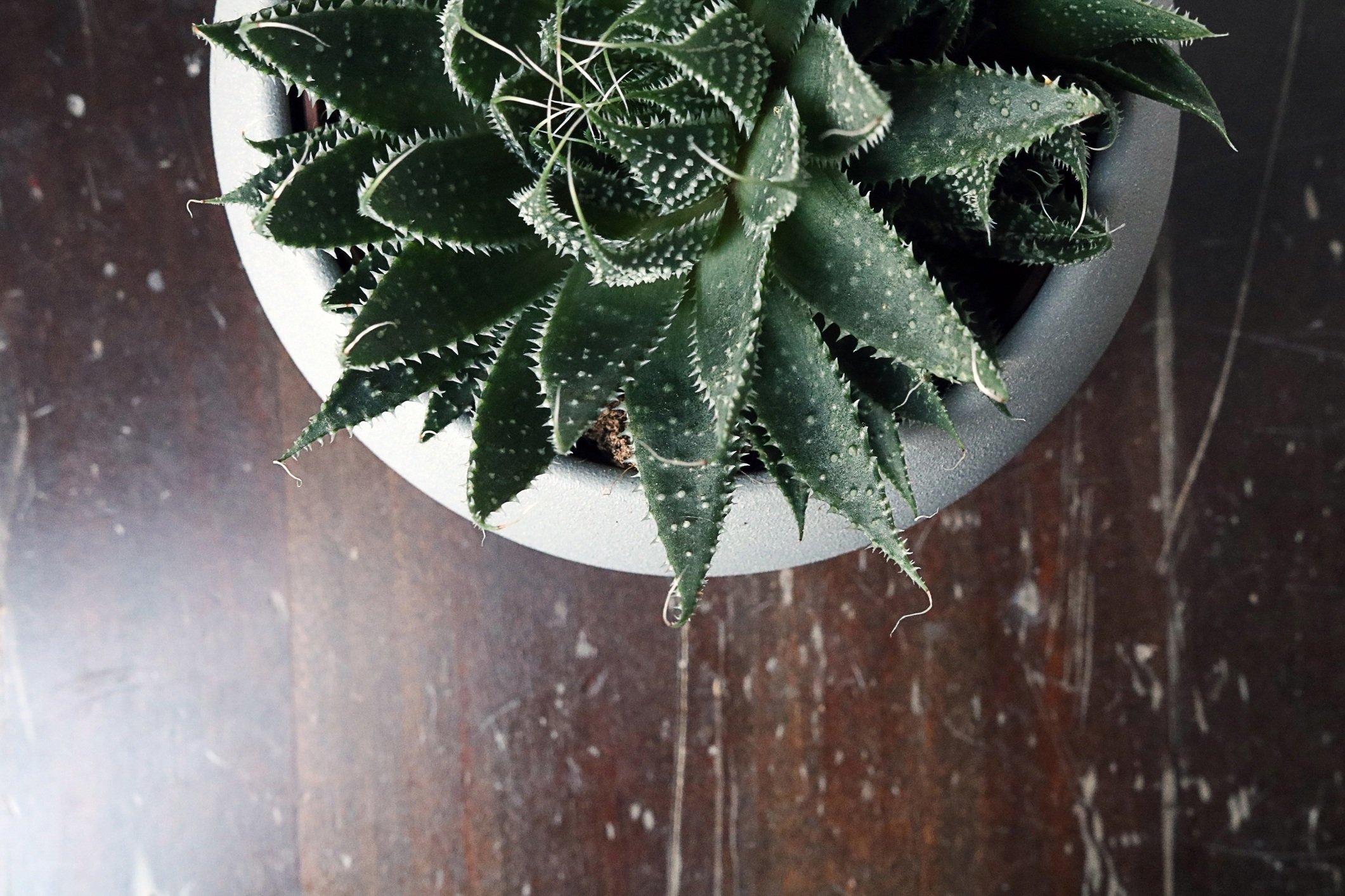 isolated cactus/succulent