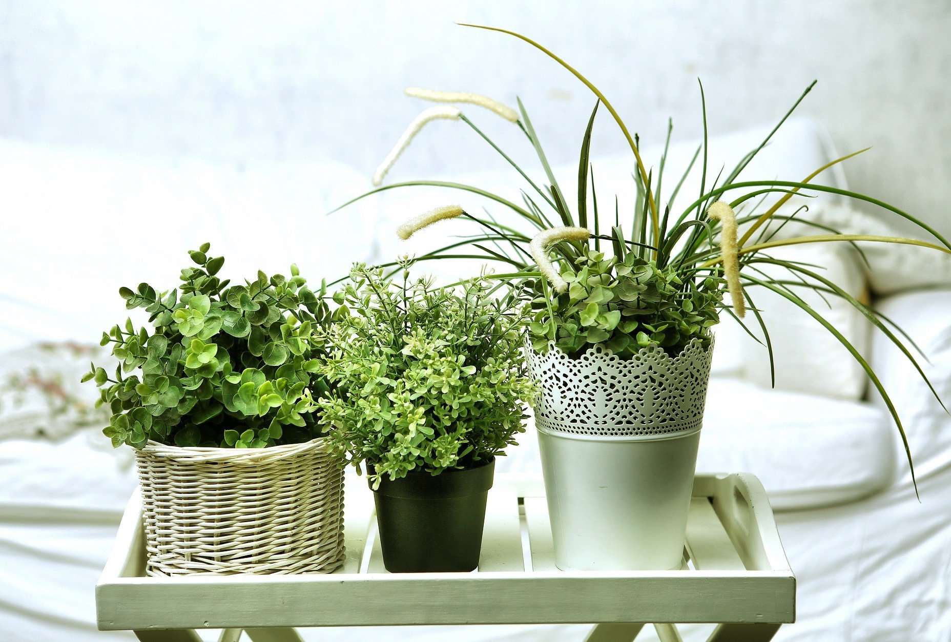 House plants in white pots on the bedroom background