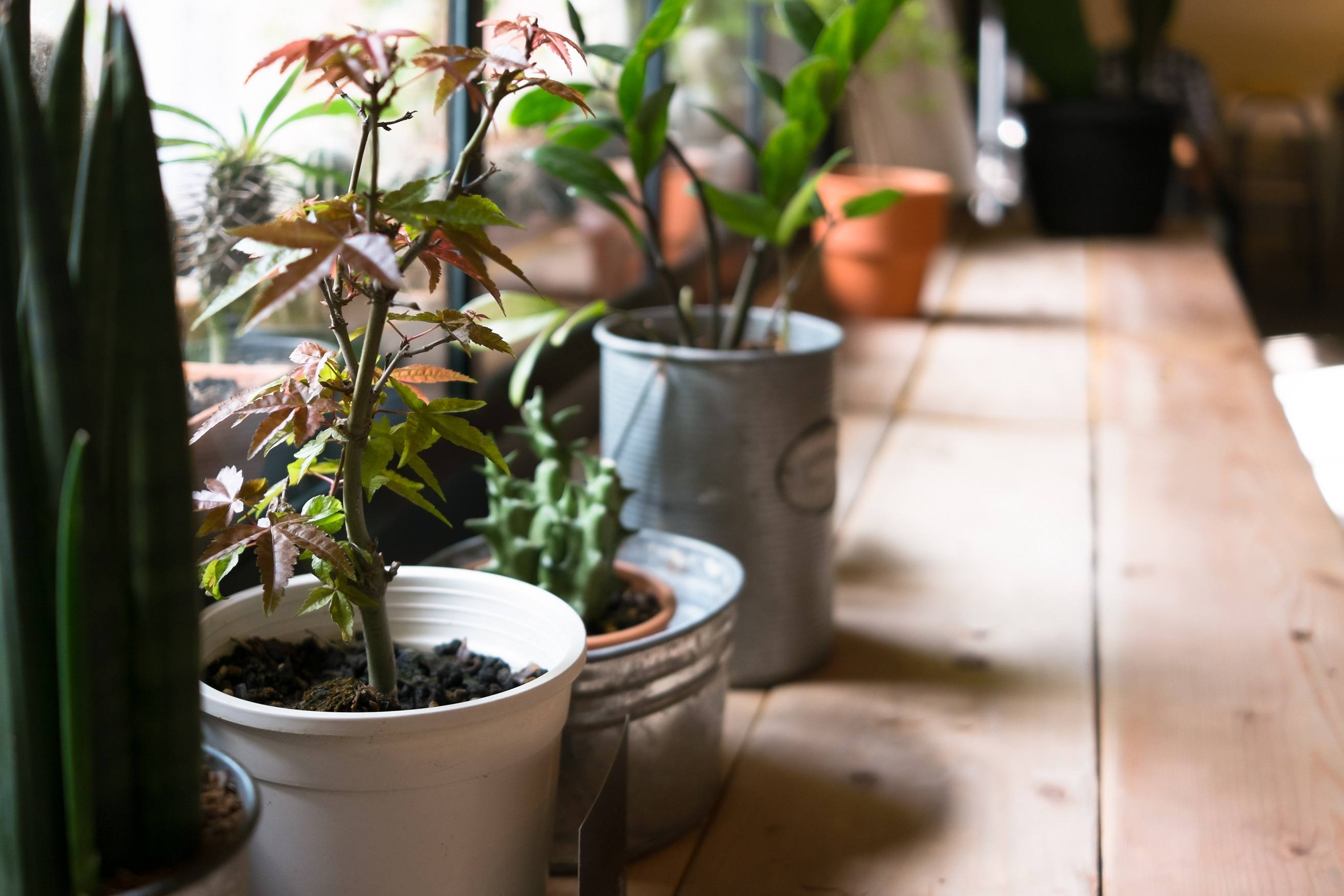 Small plant pot displayed in the window