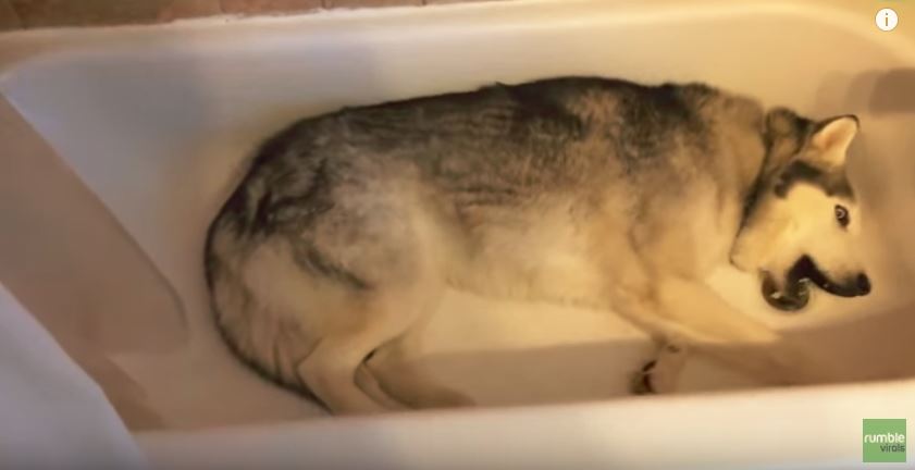 a dog in a bathtub